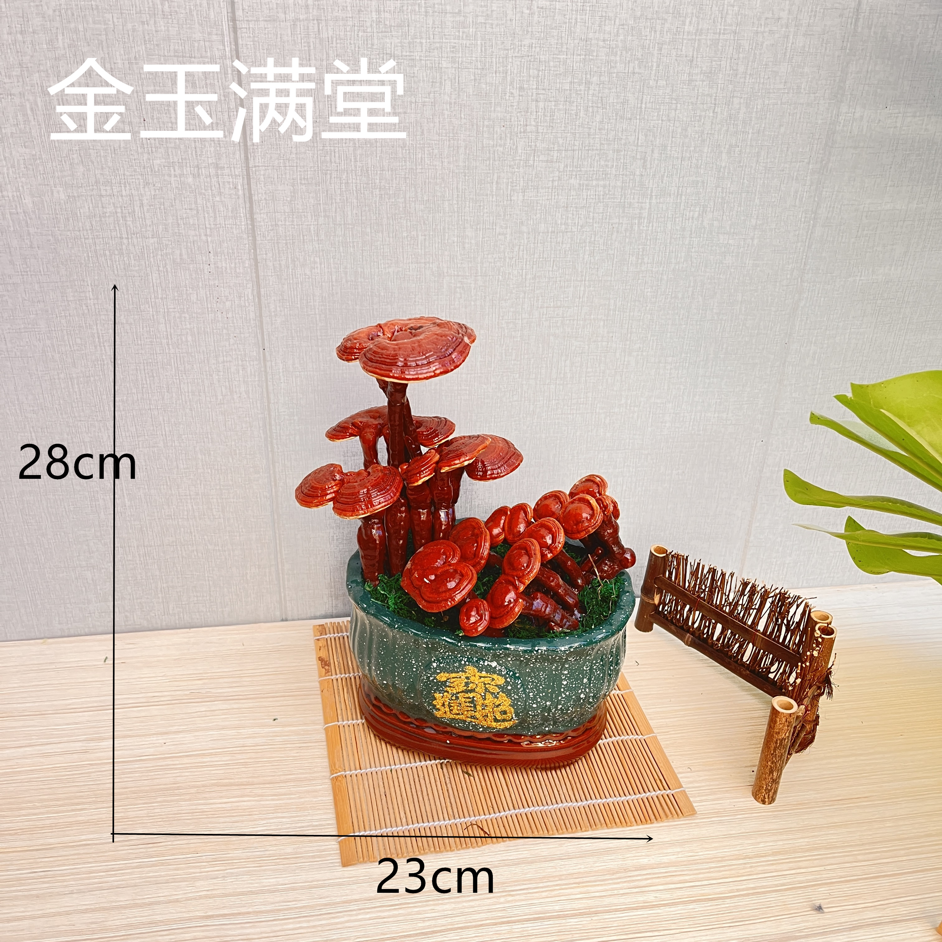 活体灵芝盆栽灵芝盆景灵芝摆件桌面绿植摆件开业送礼盆景办公室 - 图2