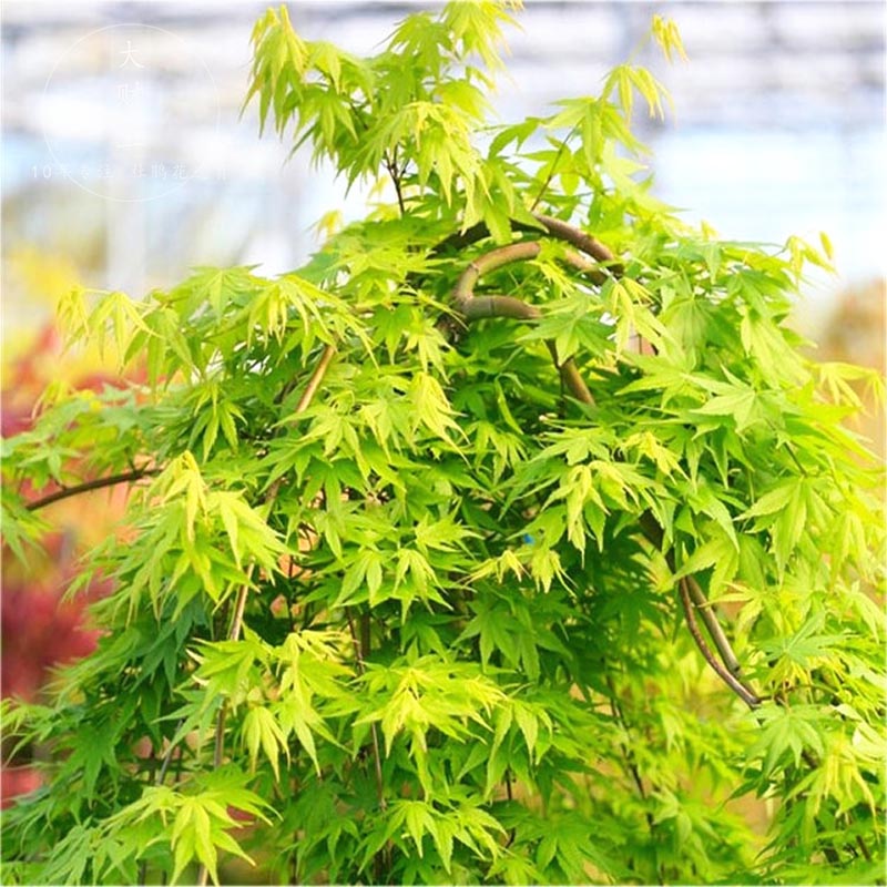 流泉日本枫树一物一拍1号链接彩叶枫树Acer palmatum 'Ryu sen' - 图0