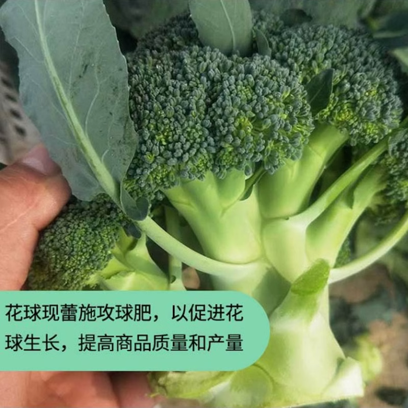 西蓝花苗花菜苗绿甘蓝包心菜秧苗蔬菜苗西兰花秋冬阳台盆栽种子苗 - 图0