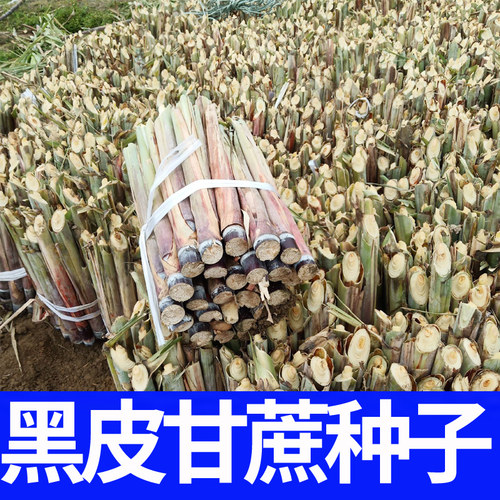 正宗广西水果黑皮甘蔗黄皮甘蔗种苗高产黄金甘蔗种子种植苗籽优良 - 图2