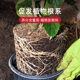 30 Jin [Jin is equal to 0.5 kg] Large -pack nutritional soil, green plant, green plant universal fertilizer soil planting vegetables, laying organic mud and soil