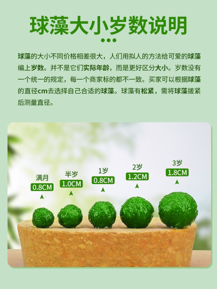 鱼缸水草活体宠物海藻球微景观生态瓶办公室水培创意小植物绿球藻 - 图3