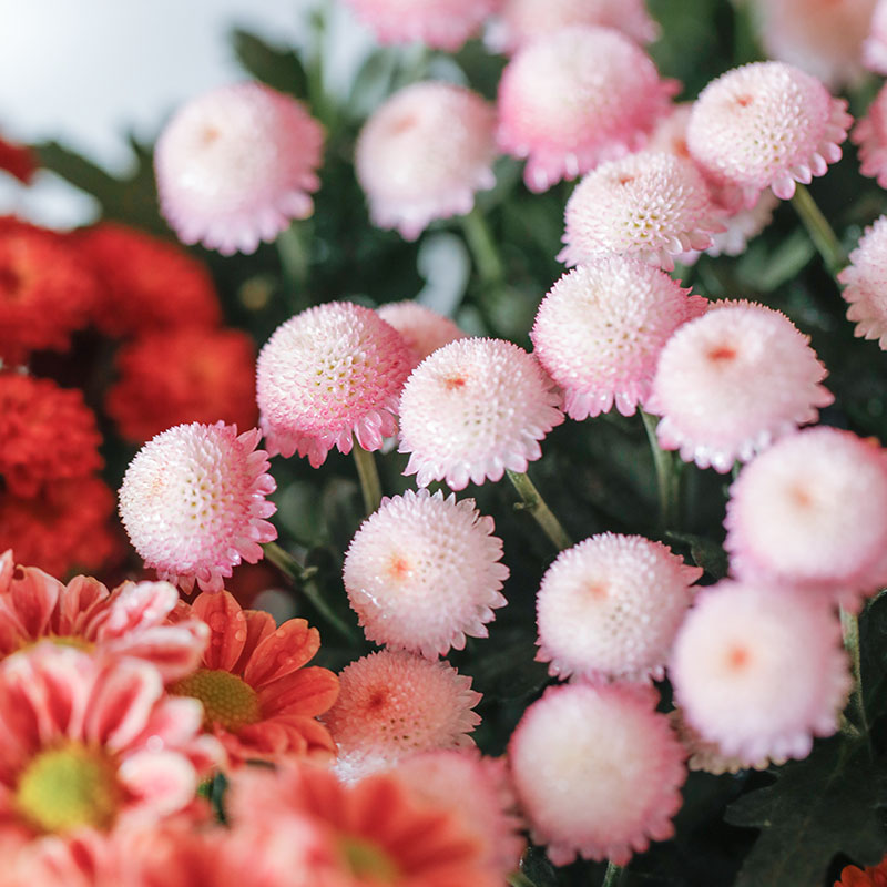 珠玉之卵盆栽菊花雏菊阳台花卉多年生庭院草本花苗球菊九月千头菊 - 图1