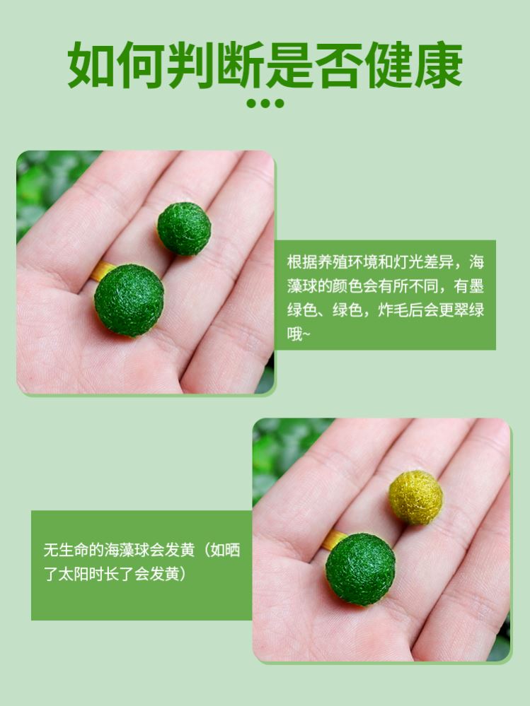 鱼缸水草活体宠物海藻球微景观生态瓶办公室水培创意小植物绿球藻 - 图2