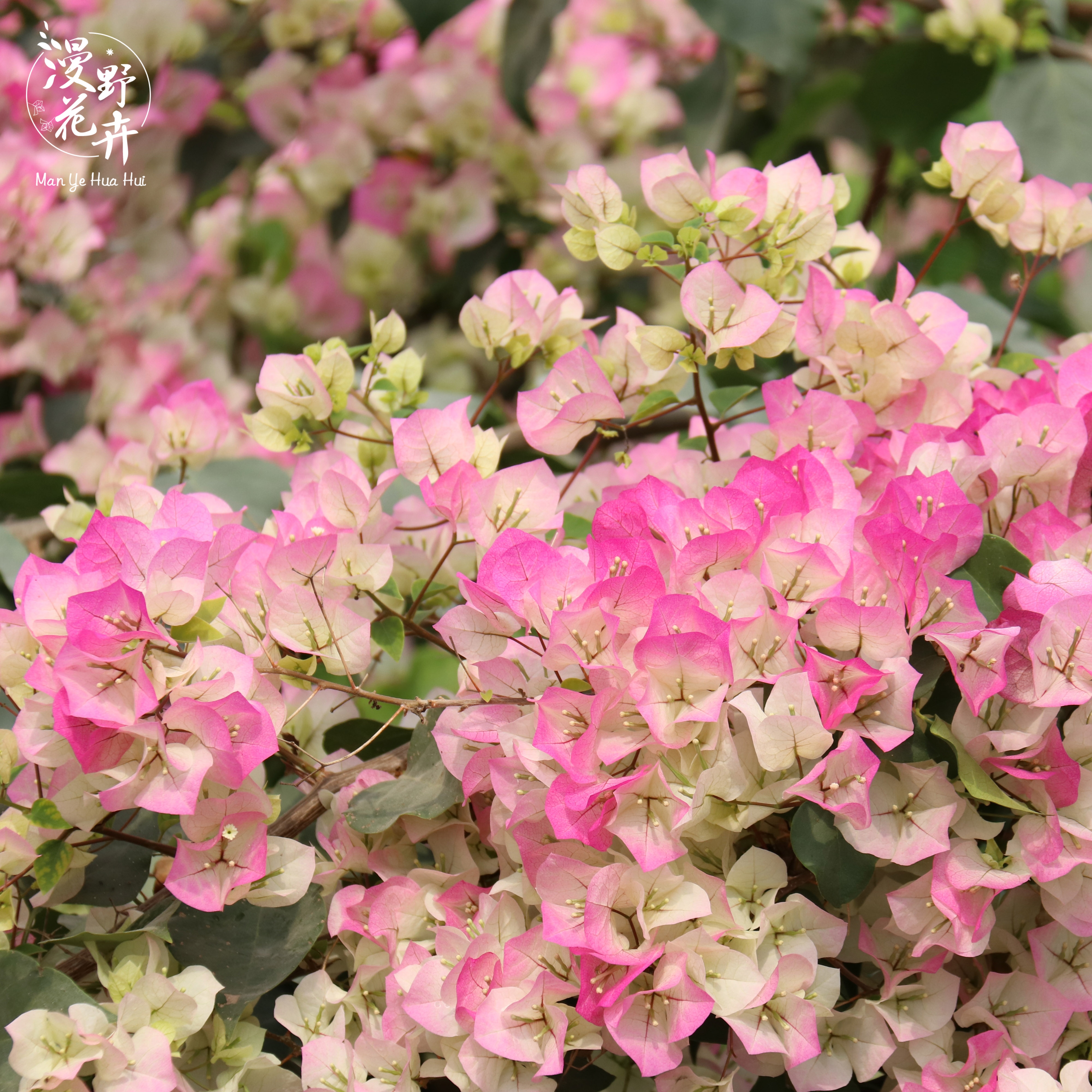 三角梅盆栽带花爬藤植物绿苗三叶梅阳台植物室内外四季开花卉 - 图2