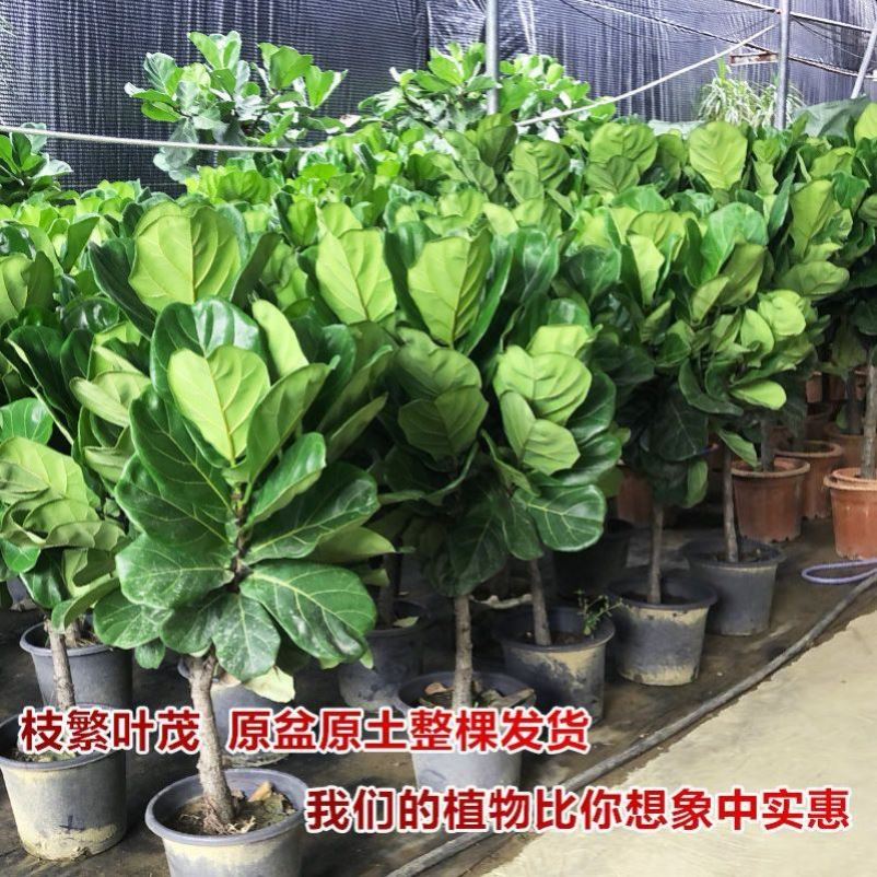 琴叶榕盆栽室内大叶老桩网红绿植办公室北欧大型植物客厅落地好养 - 图3