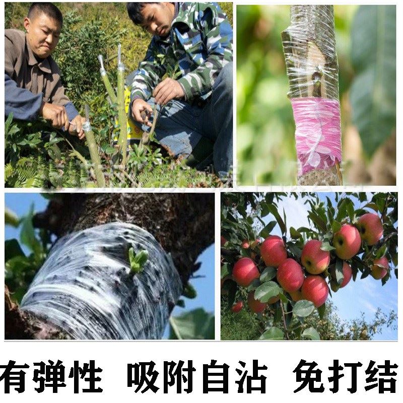 果树嫁接膜架接专用膜PE无需打结薄膜嫁接绑带果树苗木包扎带自粘 - 图0