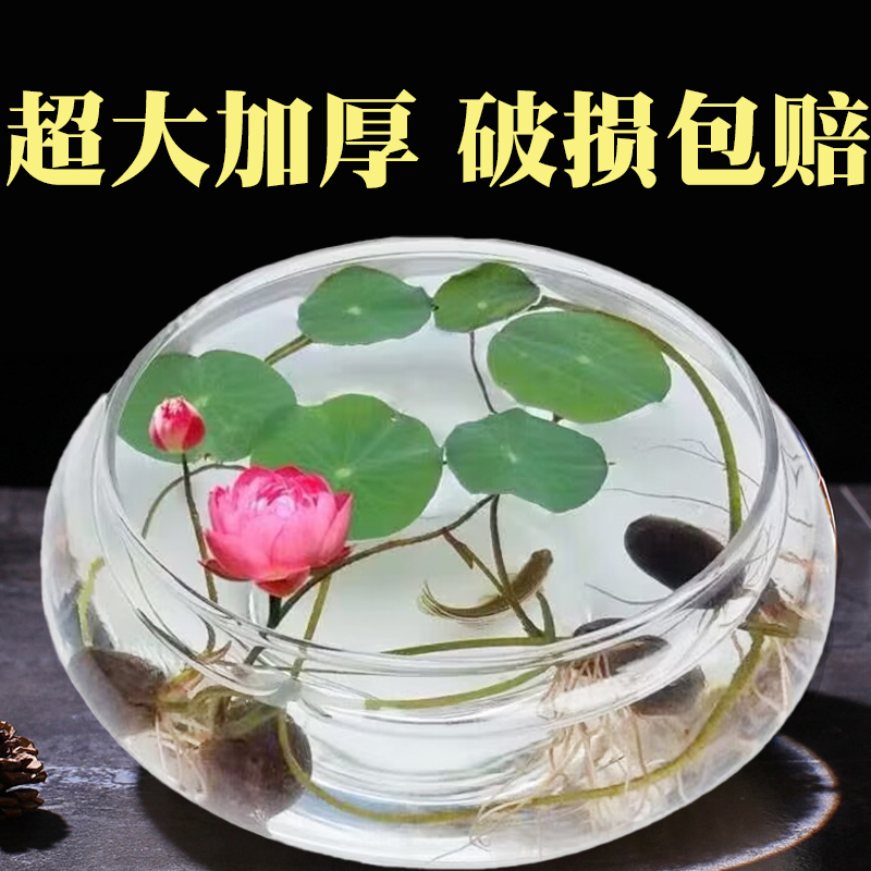 水培玻璃花盆透明碗莲荷花铜钱草盆缸养睡莲的专用花盆鱼缸植物器-图0