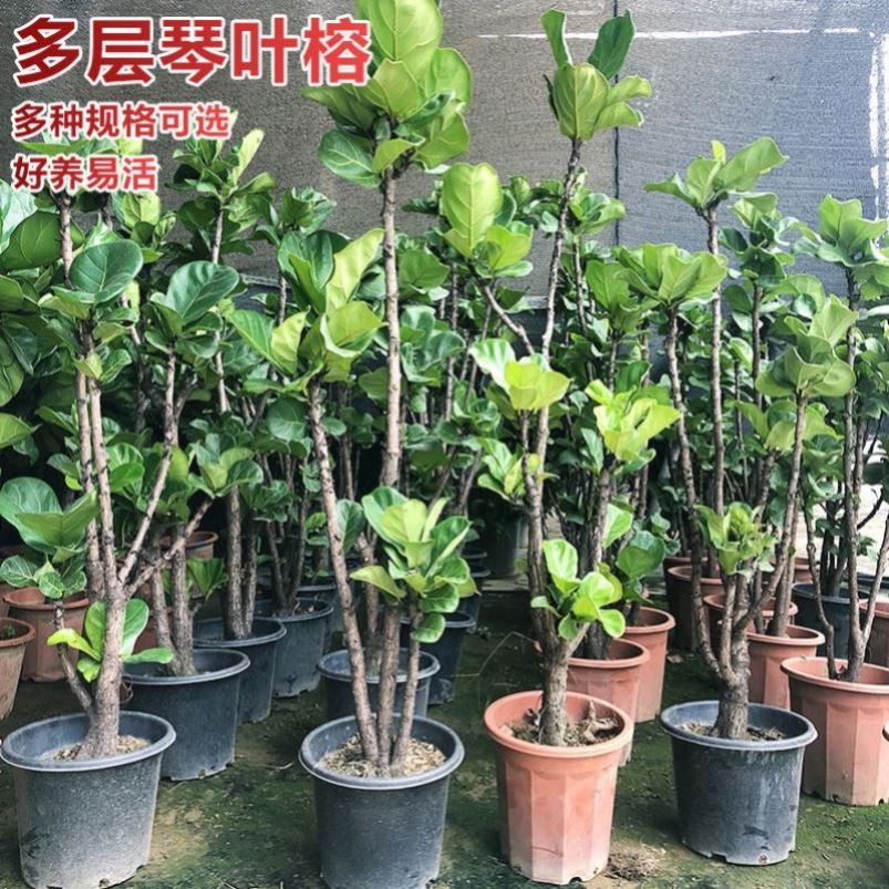 琴叶榕盆栽室内大叶老桩网红绿植办公室北欧大型植物客厅落地好养 - 图2