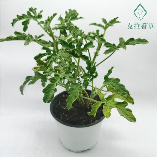 玫瑰天竺葵可食用香草植物盆栽克拉香草玫瑰芳香阳台庭院观赏好养 - 图3