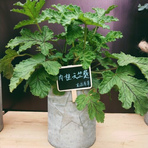 芳香天竺葵 5个品种  玫瑰 香叶 苹果 肉桂  观赏 食用 香草 - 图1