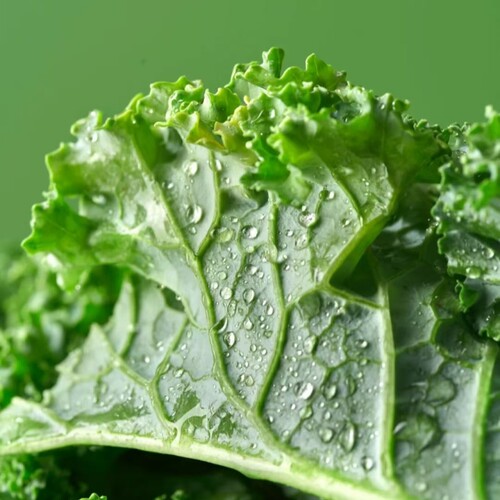 羽衣甘蓝可食用蔬菜植物盆栽克拉香草低热量轻食减脂饮品沙拉新宠 - 图1