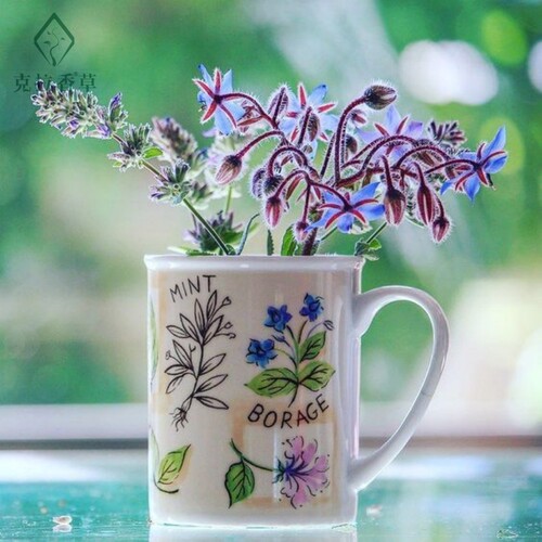 琉璃苣可食用一年生香草植物盆栽克拉香草新鲜可做菜观赏开花好看 - 图2