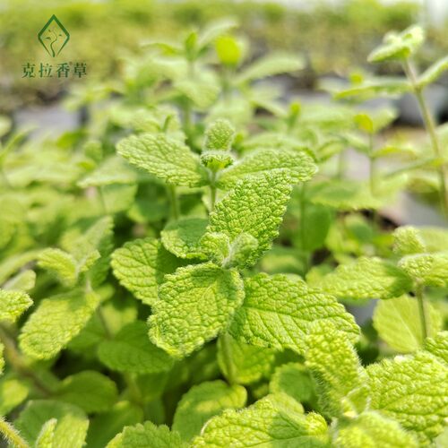 凤梨薄荷可食用多年生香草植物盆栽克拉香草泡水调饮料口感温和 - 图0