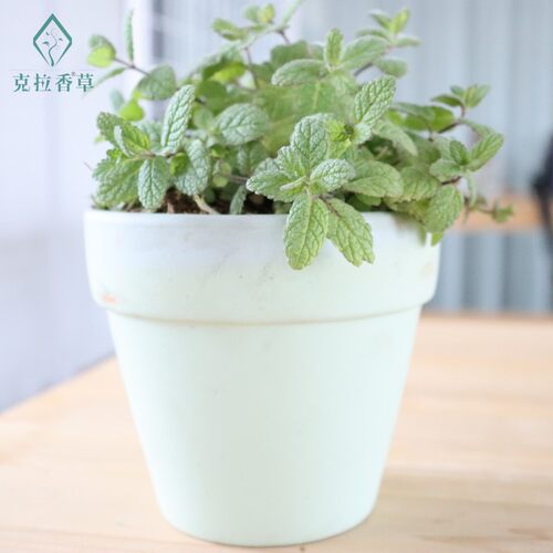 凤梨薄荷可食用多年生香草植物盆栽克拉香草泡水调饮料口感温和 - 图3