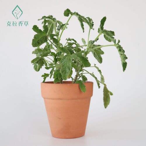 玫瑰天竺葵可食用香草植物盆栽克拉香草玫瑰芳香阳台庭院观赏好养 - 图1
