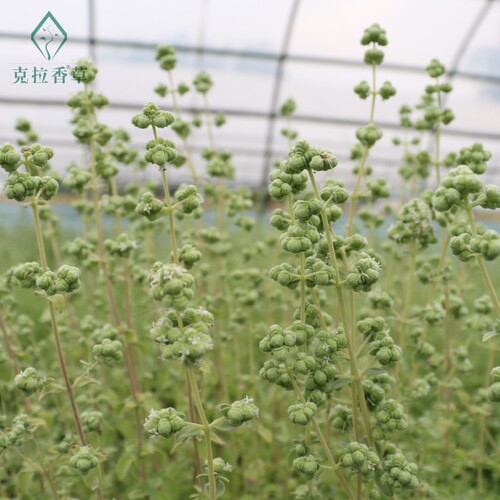 马郁兰可食用多年生香草植物盆栽克拉香草马约兰芳香泡水安神助眠 - 图2