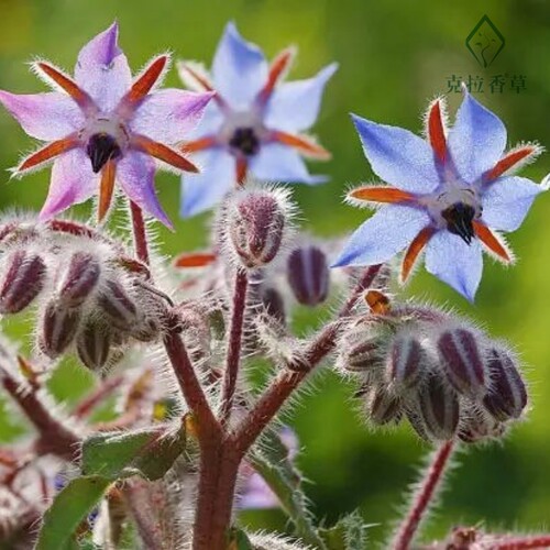 琉璃苣可食用一年生香草植物盆栽克拉香草新鲜可做菜观赏开花好看 - 图0
