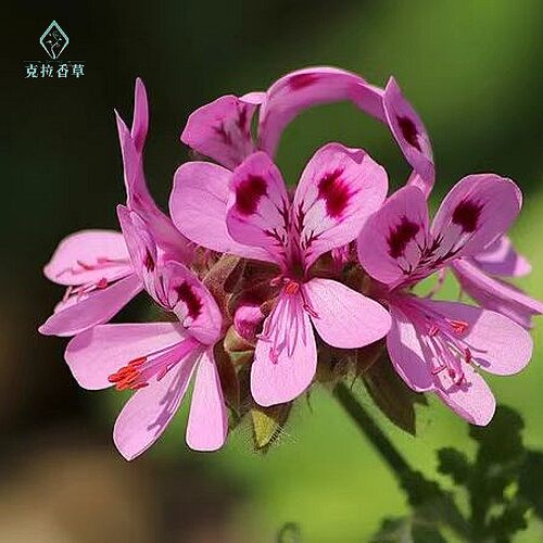 芳香天竺葵 5个品种  玫瑰 香叶 苹果 肉桂  观赏 食用 香草 - 图0