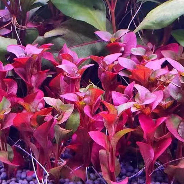 红波坨草自带营养底座养鱼水草绿波植物红色阴性好养活新手淡水,淘宝优惠券,粉丝福利购,淘宝优惠卷