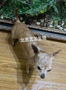 宠物标本主人留念 动物模型 狗标本制作 1:1假体生动逼真环保无毒