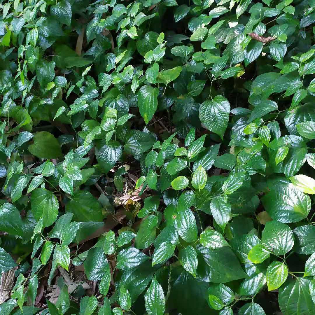 新鲜现摘假蒌叶蛤蒌叶青蒌叶假娄菜野香菜叶急捞叶假蒟菜_虎窝淘
