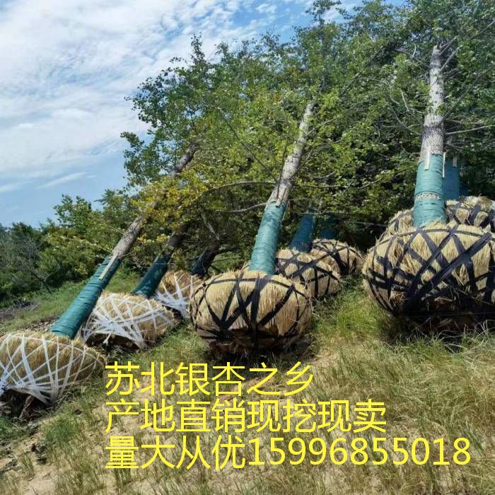 行道绿化银杏树3-50公分公孙树金叶银杏苗木庭院植物大树白果树苗 - 图0