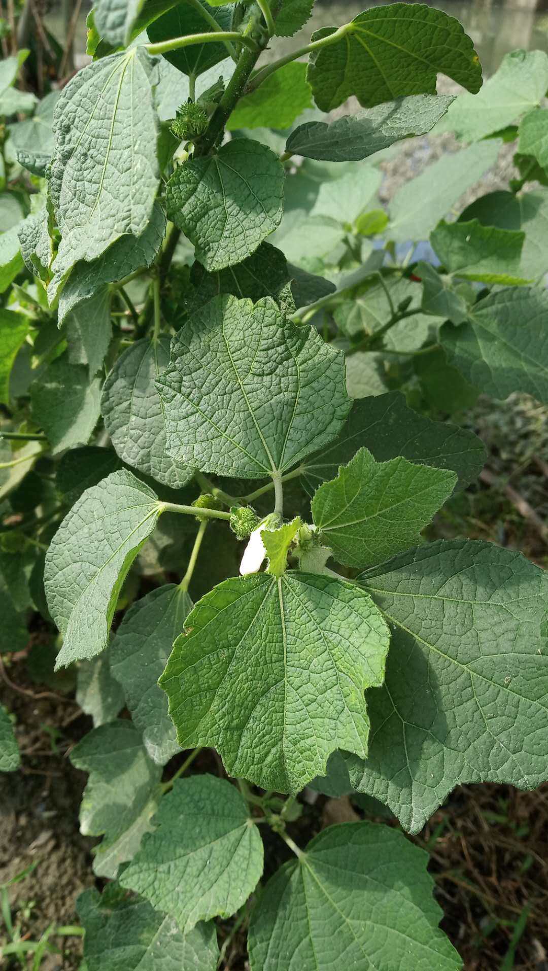 麻头植物,麻头是什么植物,麻头是什么植物图片_大山谷图库