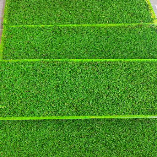永生苔藓背景墙专用免浇水保鲜真苔藓室内摆件软装造景材料不发黄 - 图0