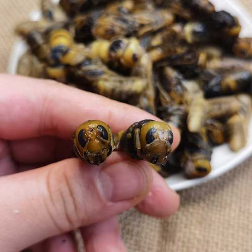 蜂蛹大黑蜂500克4级蜂蛹虎头蜂马蜂野生蜂蛹昆虫食品蜂蛹大蜂蛹 - 图2