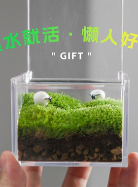 茶台茶桌书桌苔藓微景观