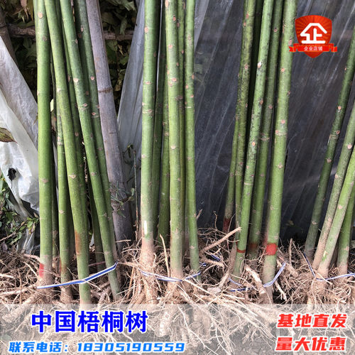 青桐树苗别墅院子风景树园林绿化苗木行道树庭院四季青铜树梧桐苗 - 图1