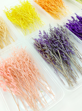 永生花情人草DIY干花手工花材料