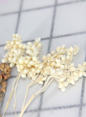高梁穗大籽天然干果浮游瓶干花幼儿园植物画花材永生花玻璃罩材料