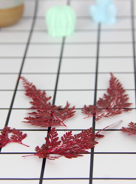 押花乌蕨染红色压花团扇叶材植物画树叶工艺品材料DIY贺卡干花材