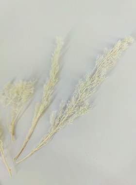 干花刺藜鸡冠草刺黎手工贴画叶材