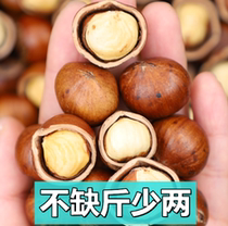 The mouse is less than the northeastern large hazelnut thin peel original taste without opening lock aromas fried cooked large grain nut iron Ridge hazelnut