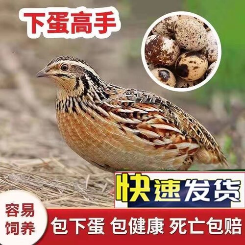 鹌鹑活鸟下蛋可繁殖鹌鹑活苗家养鸡阳台养小鸡宠物活体鹌鹑鸡活物 - 图1