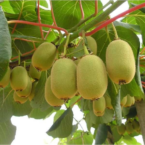 红心猕猴桃树苗红阳徐香翠香G3G9新西兰黄金果金红50猕猴桃嫁接苗,淘宝优惠券,粉丝福利购,淘宝优惠卷