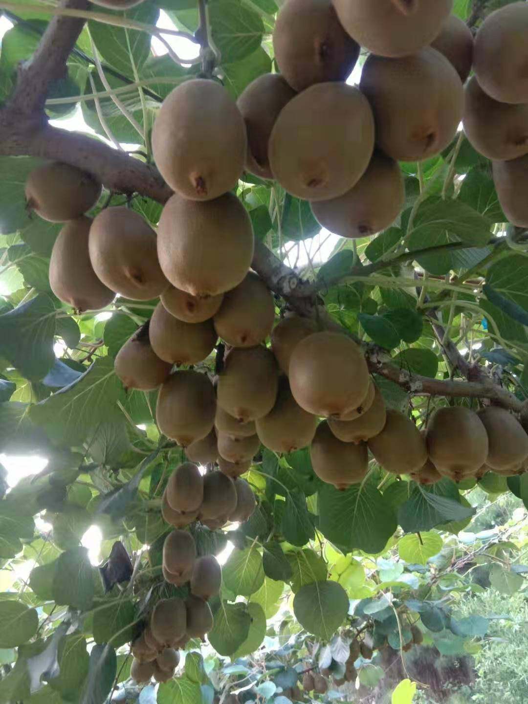 红心猕猴桃树苗红阳徐香翠香G3G9新西兰黄金果金红50猕猴桃嫁接苗,淘宝优惠券,粉丝福利购,淘宝优惠卷