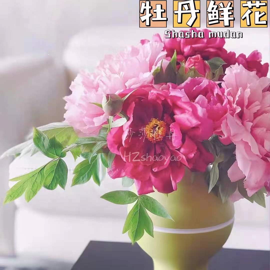 【现货】芍药鲜花重瓣菏泽春节花束鲜切花家庭插花山东基地 - 图3