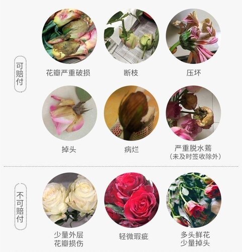 【山东芍药大合集】4月底发货莎莎鲜花婚礼水养插花基地进口芍药 - 图3