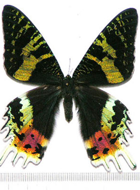 首饰rushi标本原创饰品手链原创