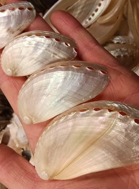 天然驴耳鲍鱼壳工艺品装饰品贝壳海螺水族鱼缸造景礼物摆件挂饰
