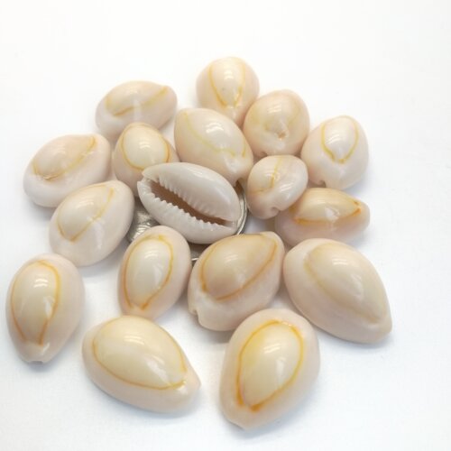 【海底洋】正品天然贝壳海螺白色金边钱古钱币药用风水手工饰品 - 图3