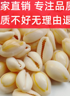 正品天然贝壳海螺白色金边古钱币