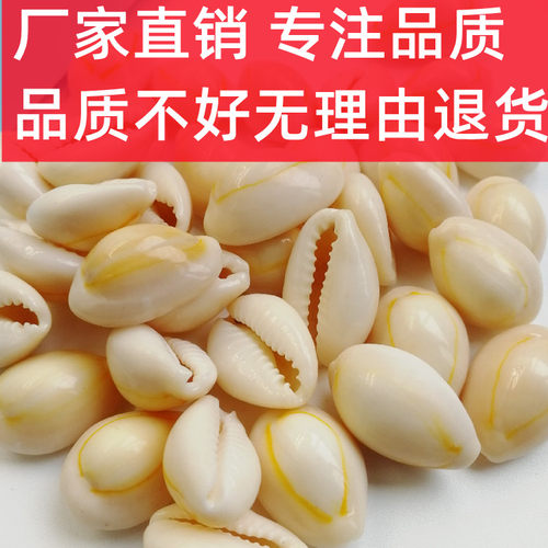 【海底洋】正品天然贝壳海螺白色金边钱古钱币药用风水手工饰品 - 图1