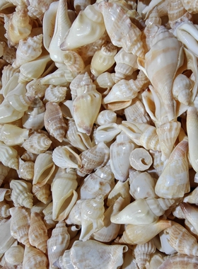 白凤凰螺 天然贝壳海螺 手工diy材料 创意工坊 工艺饰品装饰 贝壳