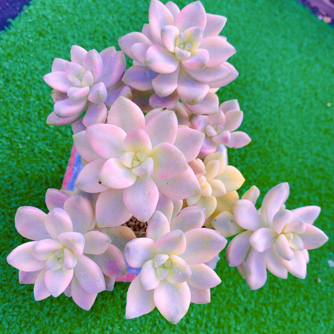 Y云南  多肉植物美杏锦散群（11厘米左右） - 图0