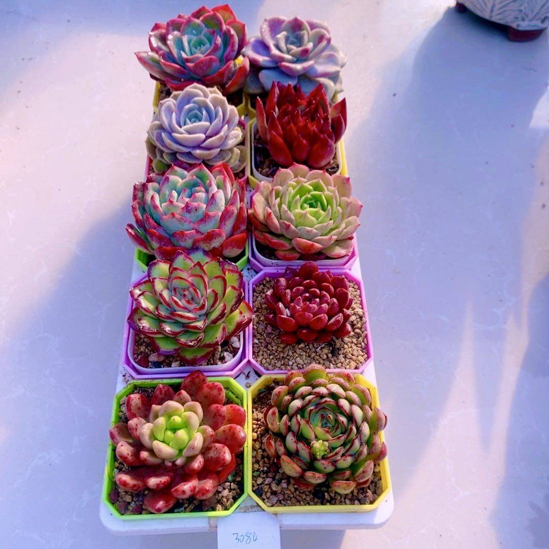 多肉植物精品十全十美  送彩盆 土 框架（6厘米左右）,淘宝优惠券,粉丝福利购,淘宝优惠卷